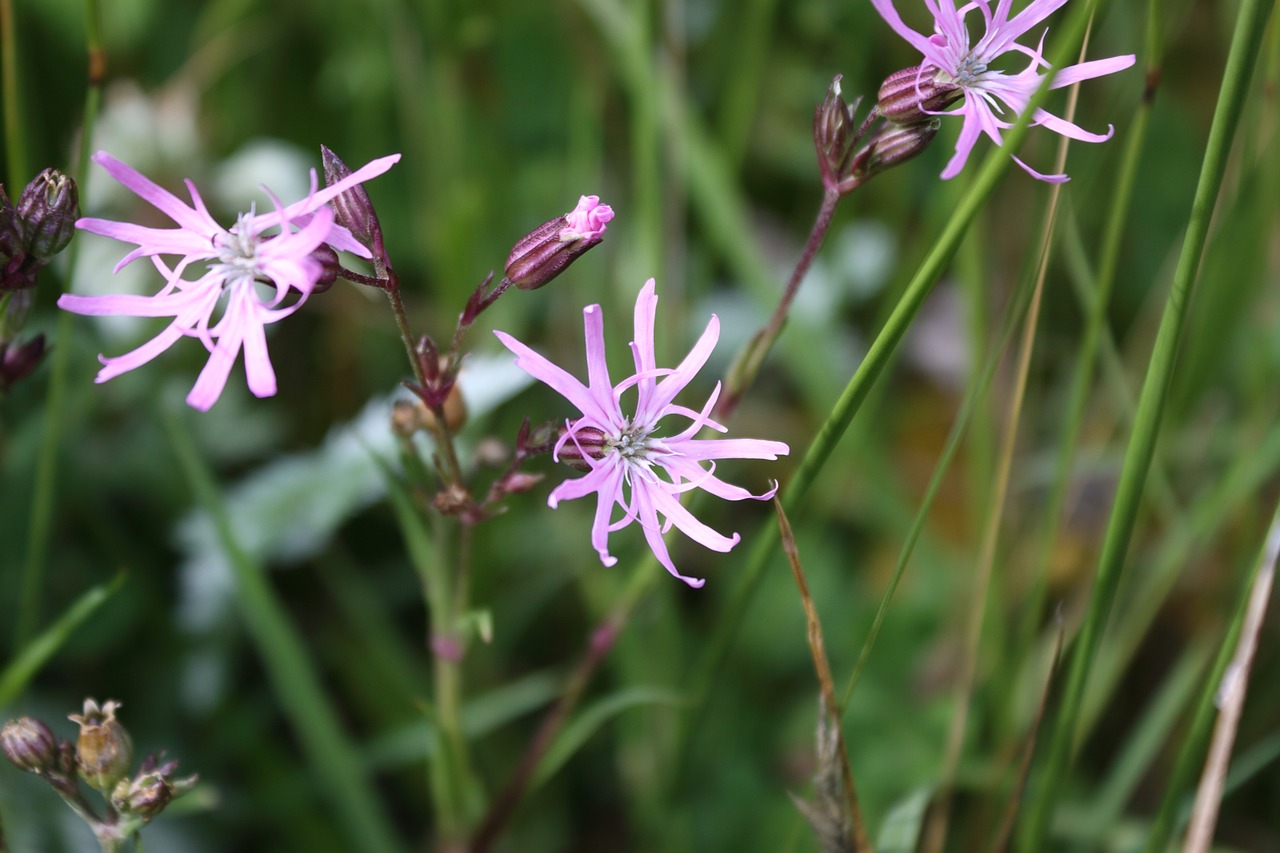 inheemse tuinplanten die een grote bijdrage leveren in de voedselvoorziening van insecten